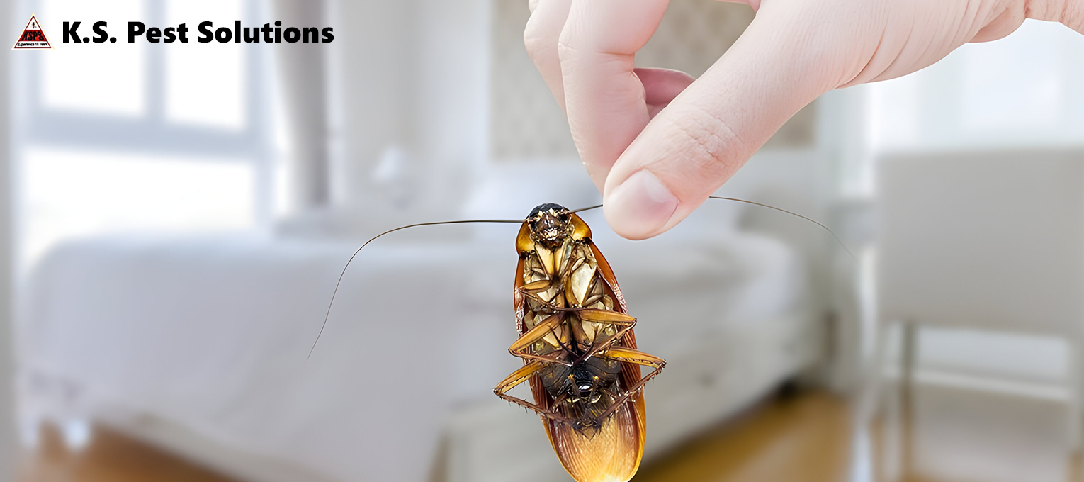 Best pest control services 